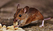 24 Hour & Emergency Exterminators in Frankln Frnce, OH